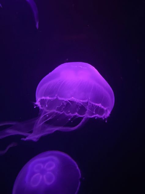 Purple Glowing Jellyfish Purple Octopus Aesthetic, Purple Bioluminescence, Purple Jellyfish Aesthetic, Purple Ocean Aesthetic, Purple Jellyfish Wallpaper, Pr Wallpaper, Purple Mermaid Aesthetic, Glowing Animals, Ocean Homescreen