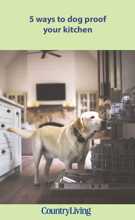 When it comes to designing your perfect kitchen, you want it to work for all members of the family, without compromising on style or practicality. Read our top tips on designing a pet-friendly kitchen to keep everyone happy. Dog Bed Ideas, Wren Kitchen, Dog Pen, Muddy Paws, Funny Animal Photos, Kitchen Bin, Perfect Kitchen, Best Dog Breeds, Animal Photos