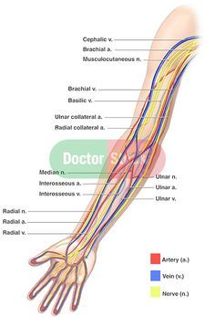 Anatomy of the Nerves, Arteries and Veins of the Arm (Upper Extremity). Labels include cephalic vein, brachial artery/vein, basilic vein, musculoskeletal nerve, ulnar collateral artery, radial collateral artery, ulnar nerve/artery/vein, interosseous artery/vein, median nerve and radial nerve/artery/vein. Brachial Artery, Upper Limb Anatomy, Arteries Anatomy, Arm Veins, Nerve Anatomy, Arm Anatomy, Radial Nerve, Ulnar Nerve, Median Nerve