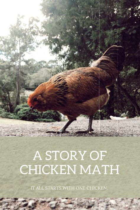 A story of chicken math. Do you know what chicken math is? Read an entertaining story. Chicken Math Humor, Chicken Entertainment, Chicken Math, Chicken Owner, Share Your Story, Math Humor, A Chicken, Do You Know What, Birds Of A Feather