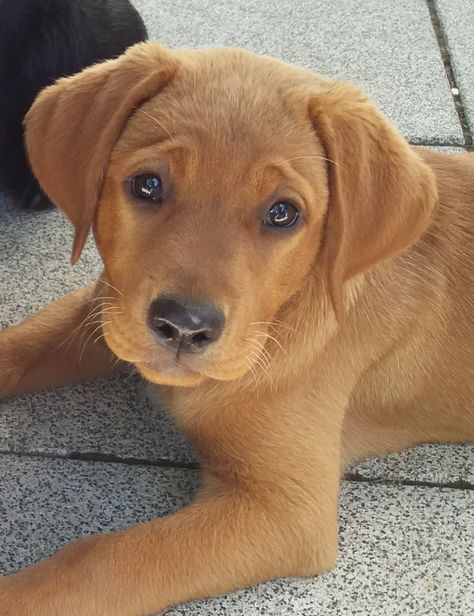 Fox Red Lab Puppies, Red Fox Labrador Puppy, Ginger Labrador, Red Lab Puppy, Red Fox Lab, Red Fox Labrador, Tan Labrador, Fox Labrador, Fox Red Labrador Puppy