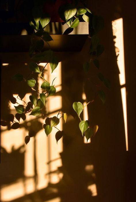 Sunny Background, Light And Shadow Photography, Shadow Photography, Evening Light, Story Ideas Pictures, Plant Wallpaper, Plant Aesthetic, Sun Light, Nature Tree