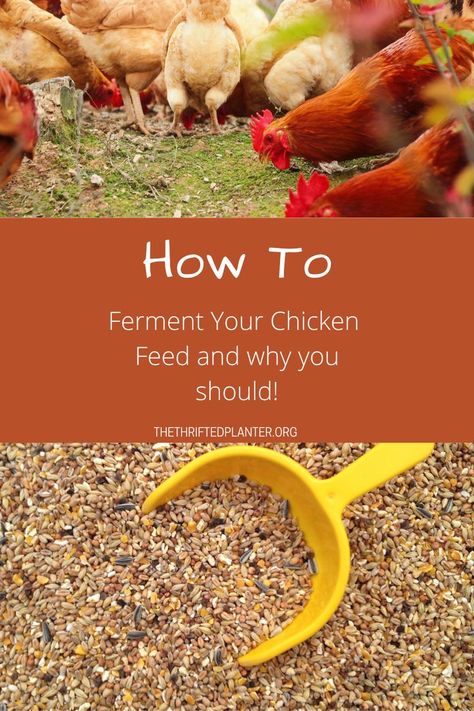 fermented chicken feed Fermenting Chicken Feed, Food For Chickens, Chicken Health, Chicken Treats, Chicken Food, Chicken Feed, Chicken Coops, Fermented Foods, Fermenting