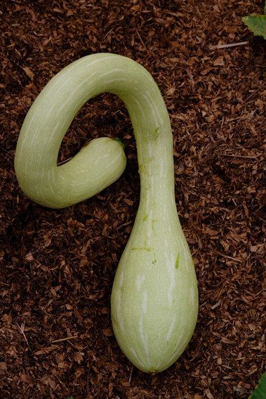 Trombocino squash: A fast grower that can throw some curves Urban Permaculture, Male Flowers, Tropical Gardening, Garden Plot, Companion Gardening, Bee Friendly Garden, Garden Plots, S Curl, Heirloom Vegetables