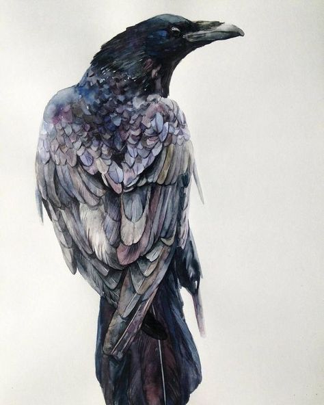 Raven Bird, Crows And Ravens, Crow Art, Raven Art, Black Birds, Crows Ravens, Watercolor Bird, Community Wall, Wall Photos