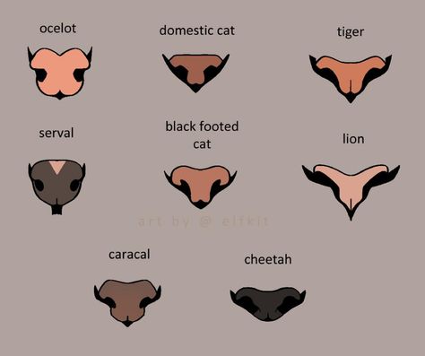 Animal Noses, Cat Drawing Tutorial, Cats Art Drawing, Cat Anatomy, Cat Nose, 강아지 그림, Art Tools Drawing, Animal Sketches, Drawing Base