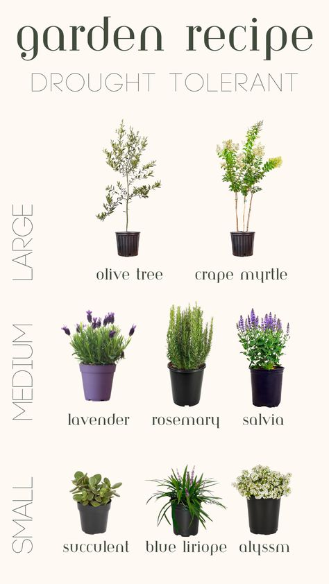 Trees, flowers and small plants for a drought-tolerant garden Rosemary Garden, Mediterranean Garden Design, Plants In Pots, Drought Tolerant Garden, Water Scarcity, Lavender Garden, Deck Decorating Ideas, Water Wise, Mediterranean Garden