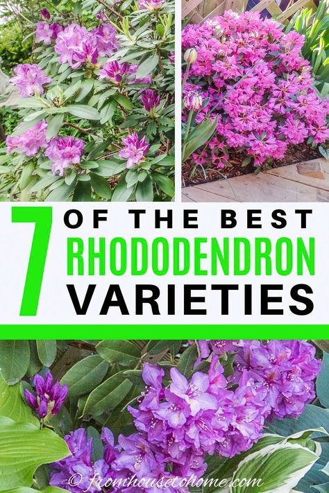 I love this list of Rhododendron and Azalea varieties. So many pretty flowers that will look beautiful in my spring garden. I really like the one with variegated leaves. #fromhousetohome   #rhododendron #shadelovingshrubs #shadeplants #spring #shadeperennials Azalea Varieties, Shade Flowers Perennial, Cold Weather Plants, Shade Loving Shrubs, Plants Under Trees, Evergreen Bush, Foundation Planting, Perennial Shrubs, Shade Flowers