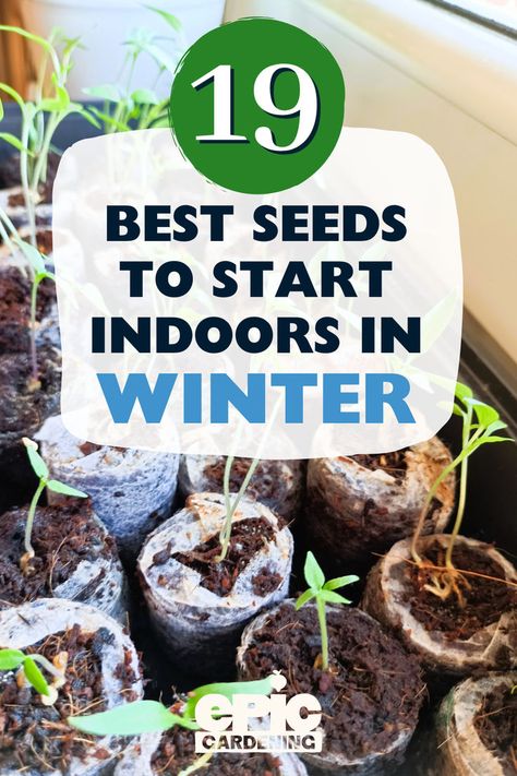 Seedlings growing in containers indoors in front of a window Winter Sowing Seeds, Seeds To Start Indoors, Indoor Seed Starting, Growing Herbs At Home, Growing Vegetables At Home, Winter Sowing, Starting Seeds, Sowing Seeds, Vegetable Garden Planning