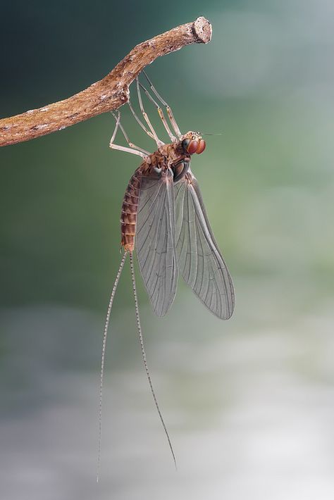 Mayfly | Studio work with a mayfly (Ephemeroptera) found in … | Flickr by Andre De Kesel Trout Tattoo, Blue Winged Olive, Insect Eyes, Spiral Tattoos, Aquatic Insects, Fly Fishing Art, Sony A6300, Mayfly, Artificial Light