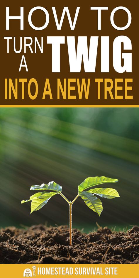 How To Plant A Tree, Growing Trees From Seeds, How To Plant Trees, Tree Propagation, Grow From Seed, Growing Trees, Growing Fruit Trees, Tree Growing, Planting Trees