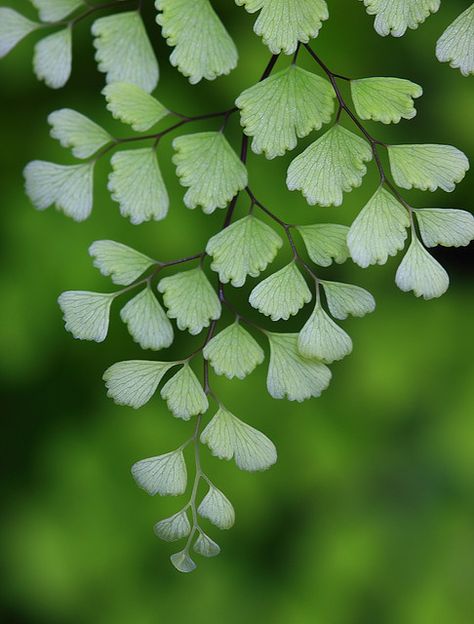 Patterns in nature by amazon2008, via Flickr Procreate References, Fractals In Nature, Leaves Sketch, Geometry In Nature, Theme Nature, Jolie Photo, Garden Cottage, Natural Forms, Patterns In Nature