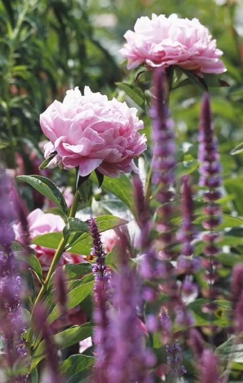 Paeonia Sarah Bernhardt, How To Grow Peonies, Grow Peonies, Planting Combinations, Perennial Gardens, Sarah Bernhardt, Flamingo Garden, Planting Peonies, Paeonia Lactiflora