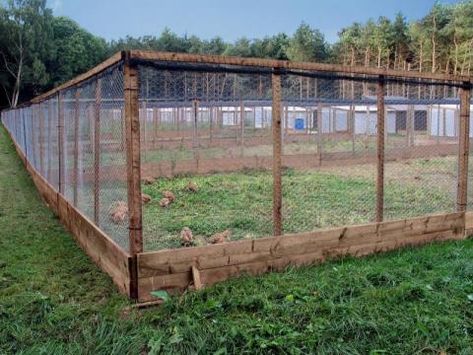 Livestock Shelters | Ropin The Web Chicken Aviary, Pheasant Pen, Turkey Pen, Poultry Farm Buildings, Pheasant Farm, Livestock Shelter, Walk In Chicken Coop, Easy Chicken Coop, Chicken Coop Decor