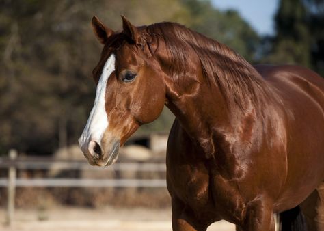 American Quarter horse chestnut stallion #horse #horses Quarter Horse Stallion, American Quarter Horse Association, Tennessee Walking Horse, Barrel Racing Horses, American Saddlebred, Morgan Horse, English Horse, Horse Dressage, Types Of Horses