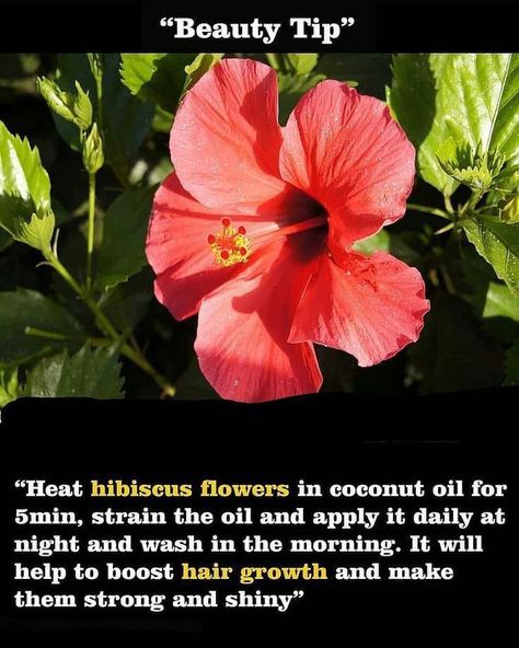 Hibiscus For Hair Growth, Hibiscus For Hair, Herbal Cosmetics, Gentlemens Guide, Homemade Hair Treatments, Hair Growth Foods, Hair Care Remedies, Natural Skin Care Remedies, Hair Care Recipes