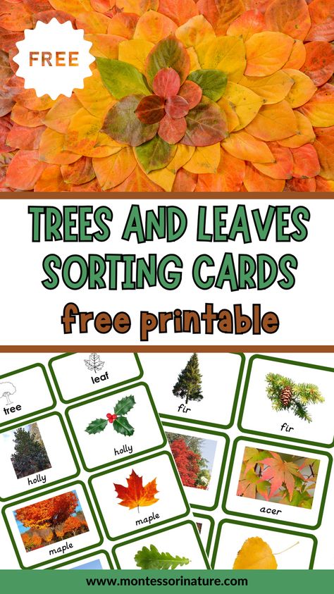 If you’re looking for a fun and educational activity to engage your preschool students? These 10 Trees And 10 Leaves Sorting Cards are designed to both entertain and teach, these free printables are a fantastic way to introduce the concept of sorting and categorizing to young learners. Creative Curriculum Tree Study Activities, Trees And Leaves Preschool, Leaf Sorting Preschool, All About Trees Preschool, Trees Study Preschool, Bare Tree Printable Free, Preschool Tree Study, Parts Of A Tree Preschool, Tree Study Preschool Activities