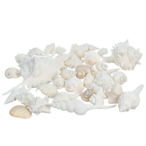 PRICES MAY VARY. YOU WILL RECEIVE – 2 Pounds of Premium Nautical Crush Trading White Shell Mix, plus a complimentary PDF copy of "A Practical Guide for Nautical Décor" eBook by Joseph Rains (delivered by email) SHELLS RANGE IN SIZE – The average size is approximately 3/4 to 2 inches and a handful of shells measure 3 to 5 inches. Our seashells are the ideal choice for creating stunning centerpieces, table decorations, or aisle accents. LARGE VARIETY OF SHELLS – This beautiful and unique assortmen Seashell Bathroom Decor, Seashell Vase, Sea Bathroom Decor, Beach Theme Party Decorations, Beach Seashells, Seashell Wedding, Nautical Themed Party, Beach Party Decorations, Shell Decorations