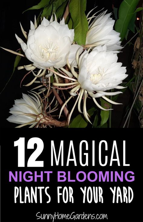 Goth Curb Appeal, Plants That Bloom At Night, Night Plants Moon Garden, Night Blooming Garden, Night Blooming Plants, Moon Garden Ideas Backyards, Night Blooming Flowers Moon Garden, Moon Garden Layout, Night Time Flowers