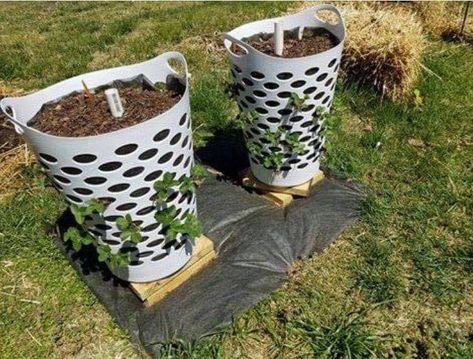 Kebun Herbal, Taman Diy, Strawberry Planters, Strawberry Garden, Clothes Hamper, Growing Strawberries, Veg Garden, Have Inspiration, Garden Containers