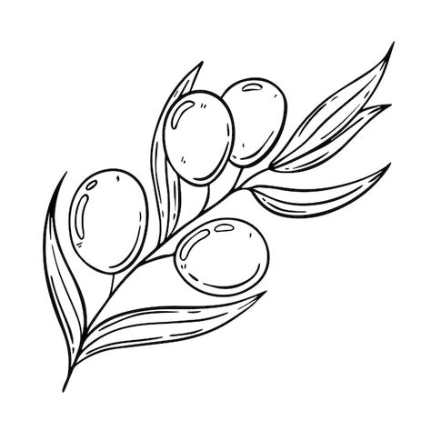 Premium Vector | Olive branch with olives doodle linear Olive Doodle, Olive Branch Drawing, Olive Cartoon, Branch Drawing, Pen Sketches, Class Rules, Baby Room Inspiration, Pen Sketch, Clipart Black And White