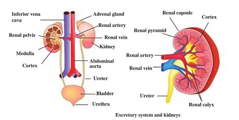 Excretion In Human Beings Information #excretion #excretionhumanbeings #humanbody Excretory System, Water Molecule, Human Body, Science, Human, Quick Saves