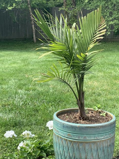 Potted Palms for Outdoor Spaces Poolside Planters, Majesty Palm, Majestic Palm, Christmas Palm Tree, Potted Palms, Porch Plants, Areca Palm, Palm Plant, Flower Gardening