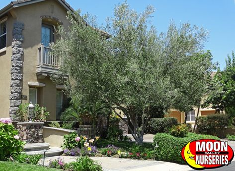 mission_olive Best Trees For Backyard, Fruitless Olive Tree, Trees For Backyard, Backyard California, Olive Trees Landscape, California Landscaping, Drought Tolerant Trees, Drought Resistant Landscaping, Water Wise Landscaping