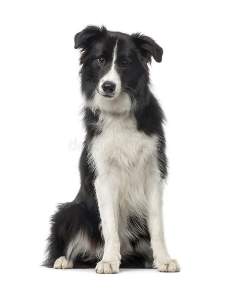 Black and white Border Collie sitting, 8 months old. Isolated on white , #spon, #Border, #white, #Black, #Collie, #Isolated #ad Black And White Border Collie, Black And White Border, Border Collie Art, Scotch Collie, White Border Collie, Cardboard Standup, Life Size Cutouts, Rough Collie, Border Collie Dog