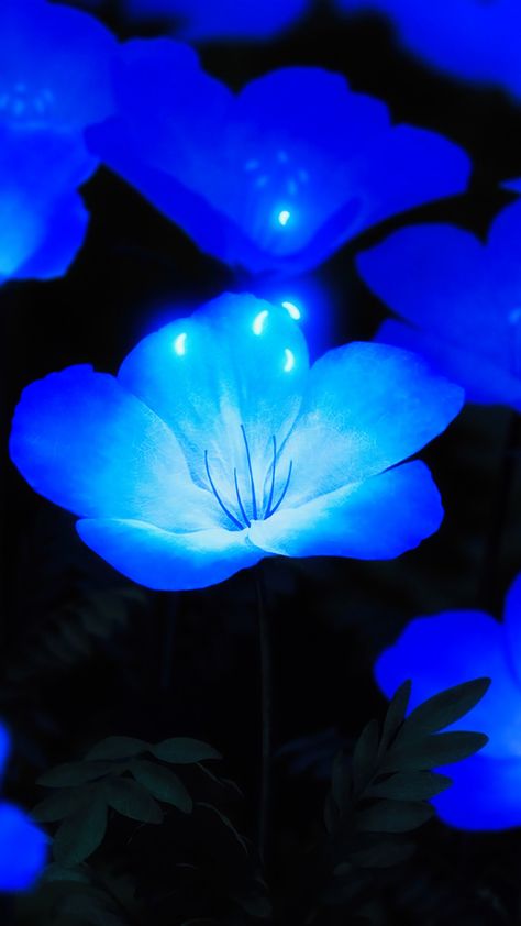 The colour blue here in this photo of flowers provides a sense of tranquilty as it calms and slows down the human body and functions yet keeping a mental alertness and focus in our minds. Glowing Flowers Aesthetic, Calm Blue Aesthetic, Glowing Flowers, Hd Flower Wallpaper, Blue Aesthetic Dark, Blue Flower Wallpaper, Fantasy Flowers, Neon Flowers, Christmas Aesthetic Wallpaper