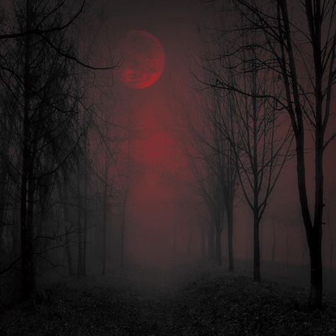 Road to the redmoon #trees #forest #wood #red #ethereal_moods #landscape #darkness #dark #darknature #trees_of_darkness_ #darkness_fantasy… Gothic Perfume, Blood Red Moon, Devil Aesthetic, Red Forest, Forest Wood, Trees Forest, Magic Aesthetic, Red Sun, Gothic Aesthetic