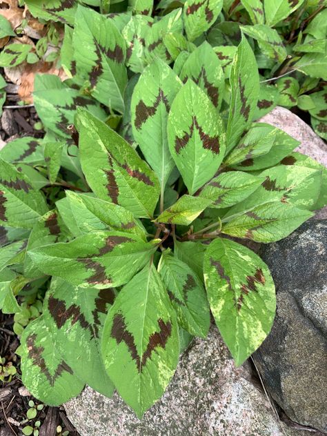 Persicaria virginiana ‘painter’s palette’ Aka: Jumpseed, Virginia Knotweed Garden Elements, Shade Garden, Amazing Gardens, Plant Leaves, Plants