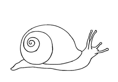 Snail Pencil Drawing, Snail Sketch Simple, Simple Snail Drawings, Easy Snail Drawings, How To Draw A Snail, Snail Drawing Simple, Snail Tattoo Simple, Snail Outline, Snails Drawing