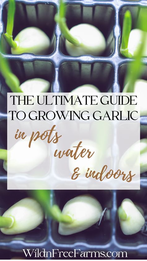 grow garlic in pots How To Eat Garlic For Health, How To Grow Garlic In A Pot, Growing Garlic From Cloves Indoors, How To Grow Garlic Indoors, Growing Garlic Indoors, How To Grow Garlic From A Clove, How To Grow Garlic, Grow Garlic From Clove, Grow Garlic In Water