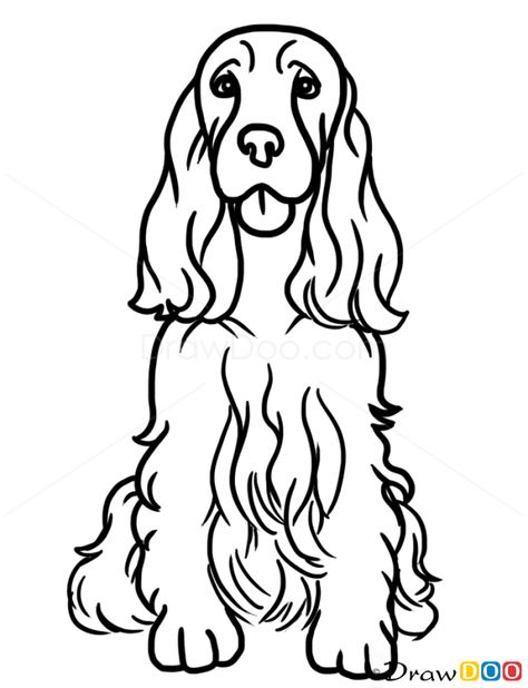 How to Draw Cocker Spaniel, Dogs and Puppies English Cocker Spaniel Drawing, English Springer Spaniel Drawing, Cocker Spaniel Outline, Spaniel Art, Dogs Stuff, 강아지 그림, Cocker Spaniel Dog, About Dogs, English Cocker