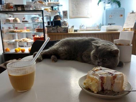 Gray cat, aesthetics, cafe, comfort Cat Cafe Aesthetic, Bookstore Cafe, Coffee Shop Aesthetic, Cat Cafe, Cafe Shop, Cat Aesthetic, New Job, Matcha, Coffee Shop