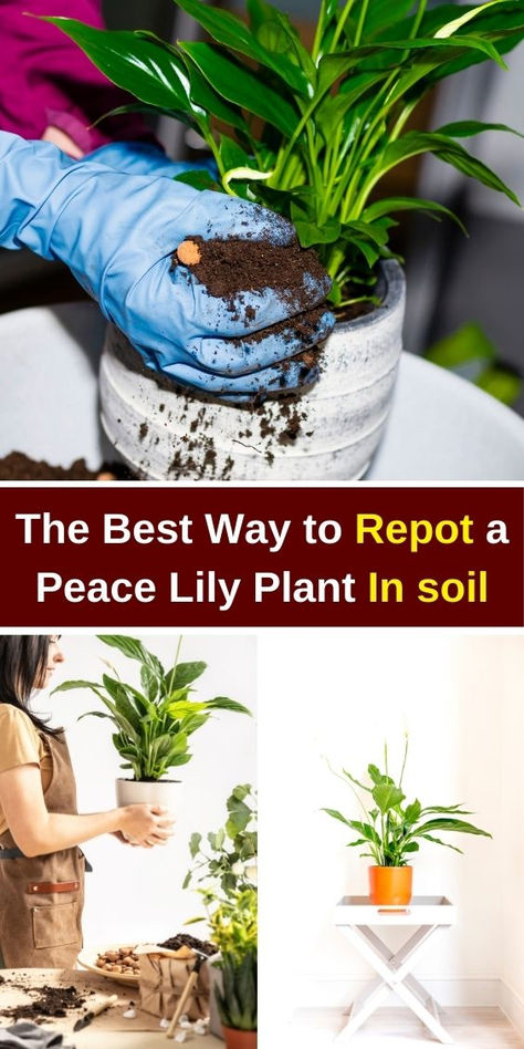 "Discover the best way to repot a Peace Lily plant in soil for optimal  growth and health. Learn essential tips on selecting the right pot, soil  type, and techniques to ensure your Peace Lily thrives. Plus, explore how  to propagate Peace Lily effortlessly to expand your indoor garden. Perfect  for plant lovers looking to enhance their plant care skills!" Peace Lily Care Indoor, Repotting Peace Lily, Propagate Peace Lily, Peace Lily Indoor, Peace Lily Plant Care, Peace Lily Care, Peace Lillies, Lily Plant, Peace Lily Plant