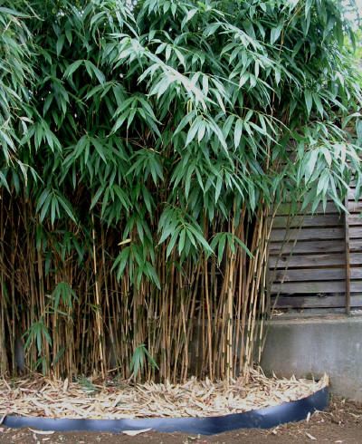 Japanese Arrow Bamboo Feng Shui Garden, Bamboo Landscape, Feng Shui Plants, Japanese Bamboo, Bamboo Garden, Crassula Ovata, Bamboo Plants, Landscaping Plants, Tropical Garden