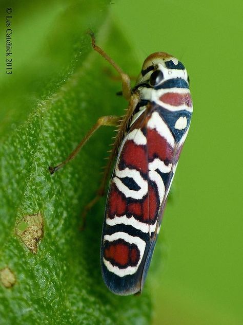 Leaf Footed Bug, Interesting Insects, Amazing Insects, Shield Bugs, Leafhopper, Bug Collection, Stink Bugs, Bees And Wasps, Cool Bugs