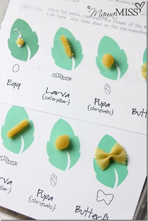 Caterpillars Unit Study and Caterpillar Craft – Raising Up Wild Things Monarch Butterfly Life Cycle Activities, Pasta Butterfly Life Cycle, Butterfly Homeschool, Butterfly Pasta, Dye Pasta, Pretty Pasta, Butterfly Lifecycle, Butterfly Life Cycle Activity, Life Cycle Activities