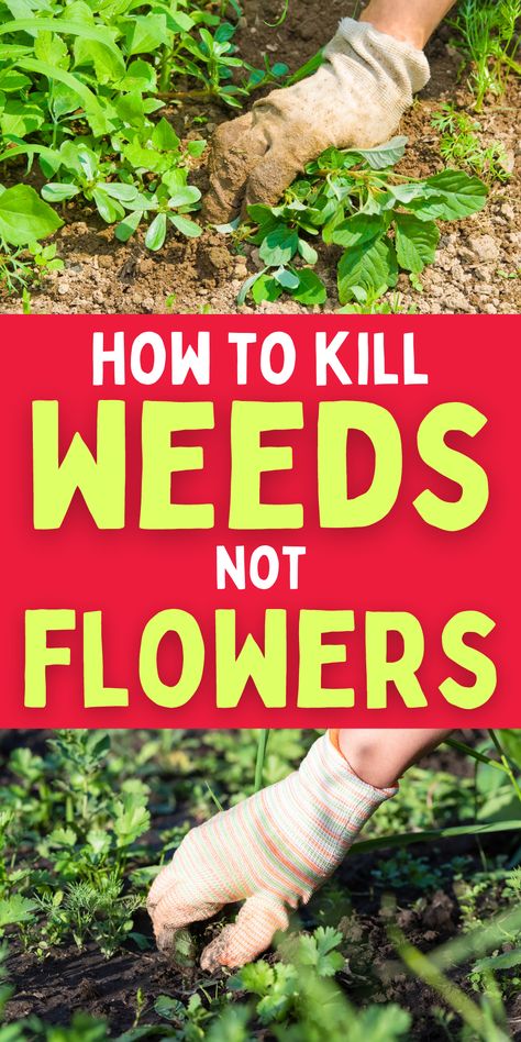 How to get rid of weeds. Easy tips to kill weeds. How to get rid of weeds in your yard. Getting Rid Of Weeds In Flower Beds, Stop Weeds In Flower Bed, How To Get Rid Of Weeds In Garden, Get Rid Of Weeds In Rocks, How To Get Rid Of Weeds, How To Get Rid Of Weeds In Flower Beds, Weeds In Flower Bed, How To Kill Weeds Permanently, Kill Weeds In Flower Beds