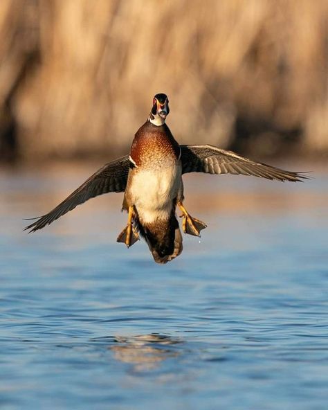 Waterfowl Photography, Wood Ducks, Ducks, Photography Ideas, Photographer, Wood, Photography