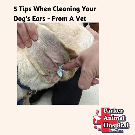 How To Clean A Dogs Ears, How To Clean Dogs Ears At Home, Clean Dogs Ears Diy, Diy Dog Ear Cleaner, Dog Proof Fence, Dog Ear Wash, Natural Dog Remedies, Cleaning Dogs Ears, Dogs Ears