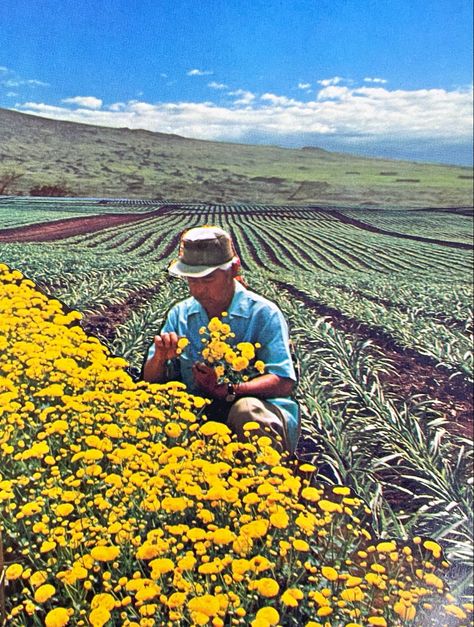 #collage #flowers #field #art #hawaii #yellow #green #aesthetic #nature Yellow Green Aesthetic, Zine Collage, Collage Flowers, Flowers Field, Field Art, Collage Work, Aesthetic Nature, Green Tank, Flower Field