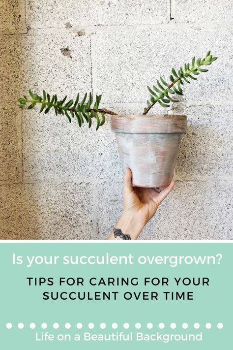 Overgrown Succulents, Time Png, Propagating Succulents, Expensive Furniture, Office Garden, Succulent Care, New Roots, Time Life, Furniture Layout