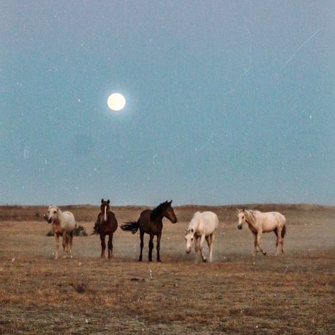 Ｔｒｉｎａ Ｃａｒｙ on Instagram: “Wild horses belong to wind and rain And to the earth and sky Where prairie country stretches wide Out there where eagles fly; Yonder where…” Mountain Cowboy, Foto Cowgirl, Photo Animaliere, Picture Board, Cowboy Aesthetic, Western Photography, Skai Jackson, Western Wall Art, Cowgirl Aesthetic