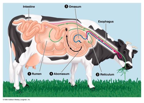 Ruminant Digestion Cow Facts, Equine Veterinarian, Vet Tech School, Equine Veterinary, Large Animal Vet, Sistem Pencernaan, Veterinary Science, Vet Medicine, Vet School