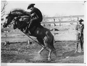 Monte Foreman on a Bucking Horse : The Portal to Texas History Standardbred Racing, Texas Fair, Standardbred Horse, Bucking Horse, Racing Harness, Horse Harness, Harness Racing, Horse Tips, Horse Silhouette