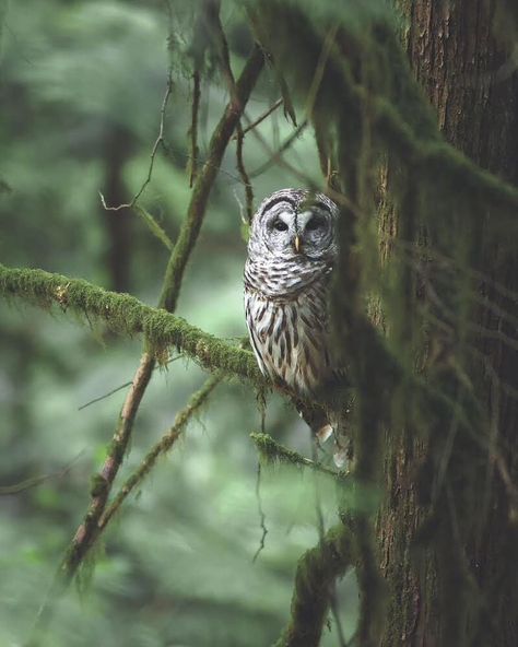 Eyes peer through the trees in Oregon. Photo by @rhettwilkins #UpperLeftUSA #pnw Pnw Animals, Forest Owl, Forest Owlets, Forest Wildlife Aesthetic, North American Forest, Owl In Forest, Nature Destinations, Birds Of Prey, Forest Animals