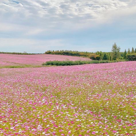 Pink Flowers Field Aesthetic, Open Flower Field, Field Of Pink Flowers, Flower Field Horizontal, Pretty Flower Field, Field Of Flowers Aesthetic, Pink Flowers Field, Flower Field Background, Pink Flower Field